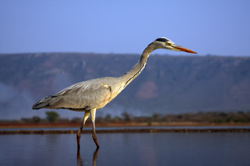 Wall Mural - The gray heron (Ardea cinerea) standing in a small pond in an African bush. Heron taking a wide-angle lens with mountains in the background.