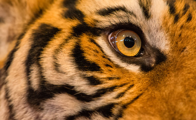 Close up of tiger face, Tiger head and fierce eyes - Image