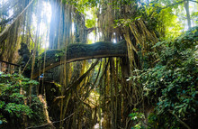 Bridge In The Jungle Entwined With Vines. Rays Of The Sun Break Through The Vines In The Jungle On The Island Of Bali