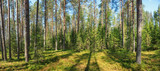 Fototapeta Perspektywa 3d - Summer forest panorama