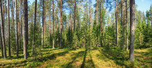 Summer Forest Panorama