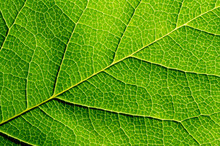 Green Leaf Texture, Close-up. Abstract Nature Background.