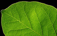 Abstract Green Leaf Texture On Black Background.