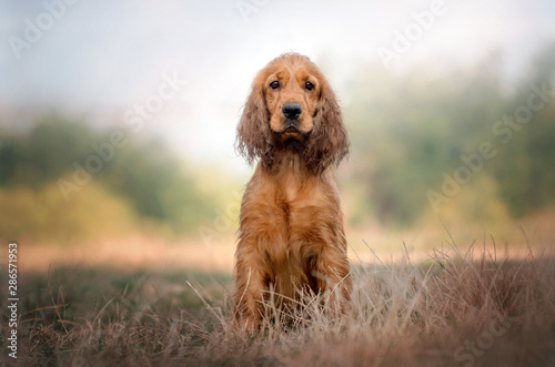 cocker-spaniel-angielski-piekny-pies