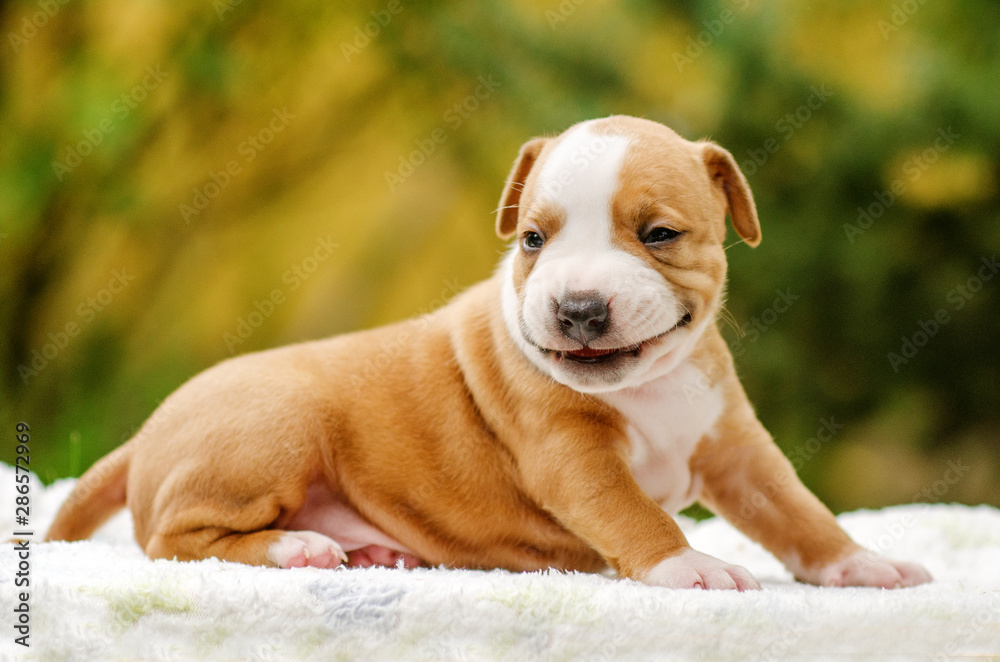 american staffordshire terrier cute portrait puppies magic light walk with puppy - obrazy, fototapety, plakaty 