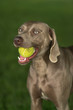 Weimaraner breed hunting dog playing with a tennis ball. Portrait.