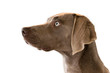 Portrait of Weimaraner breed hunting dog isolated on white background. Close.