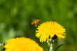 Zapylająca pszczoła