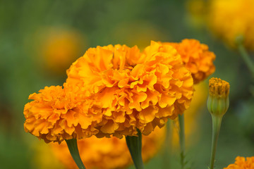 Zinnia flowers, asters and others and butterflies on them. Nature background color.