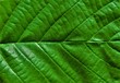 © sebi_2569 - ribs of a green leaf in close up