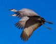 Pair of sandhill cranes flying in tandem