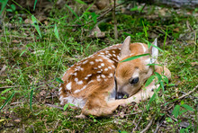 Newborn White-tailed Deer Fawn (Odocoileus  Virginianus) Hiding At Woods Edge While Mother Is Off Feeding.