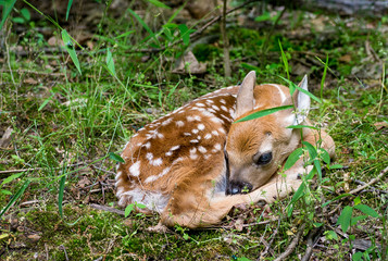 newborn white-tailed deer fawn (odocoileus virginianus) hiding at woods edge while mother is off fee