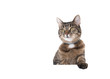 © FurryFritz - Studio shot of a tabby domestic shorthair cat isolated on white background banner with copy space putting one single paw on table looking to the side