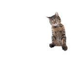 Fototapeta Koty - Studio shot of a tabby domestic shorthair cat isolated on white background leaning on banner with copy space putting paws on table rearing up looking to the side