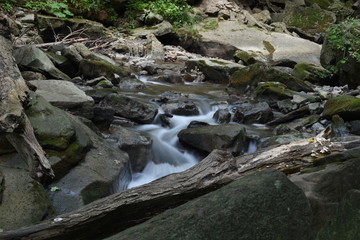 stream in forest