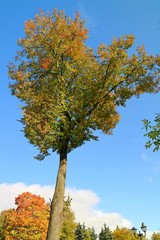 Wall Mural - Big tree with green, orange and red leaves in the public park. Nature in autumn with blue sky background concept.