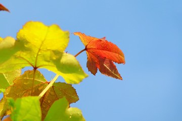 Wall Mural - Close up orange and red maple leaf with colorful leaves and blue sky in autumn background. Nature concept.