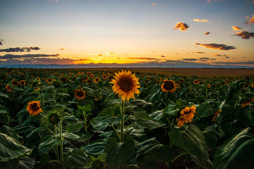 Canvas Print - sunflower field of sunflowers setting sun 