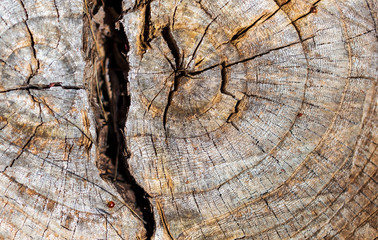 Sticker - Stump from a sawn tree in nature