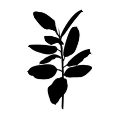 Black Ficus plant Silhouette isolated on white background. Vector Illustration