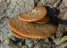  Dryad’s Saddle A Bracket Fungus Which Grows On Dead Or Living Trees.