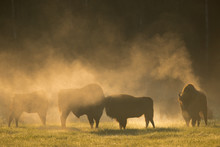 European Bison - Bison Bonasus In The Knyszyn Forest (Poland)