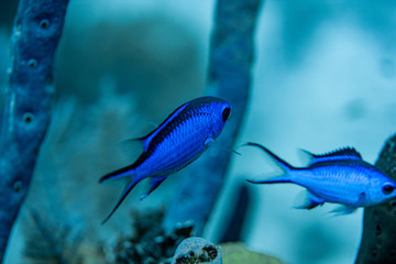 Wall Mural - Blue Chromis in the crystal clear waters of the Turks and Caicos islands. 