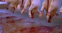 The Daily Routines In The Slaughterhouse.
Dead Animals That Are Turned Into Food
