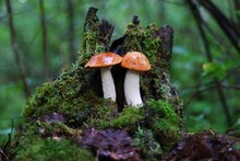 Two Boletus On A Stump In The Forest