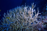 Fototapeta Do akwarium - coral reef underwater / lagoon with corals, underwater landscape, snorkeling trip