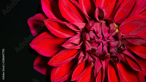 Dekoracja na wymiar  makro-obraz-czerwonego-kwiatu-dalii-w-swiezym-kwiecie