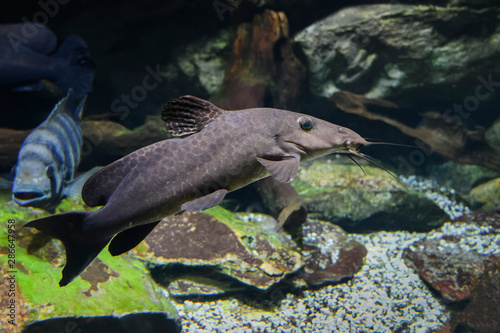 Poisson Chat Buy This Stock Photo And Explore Similar Images At Adobe Stock Adobe Stock