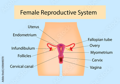 Female Reproductive System useful for education in schools and clinics