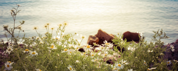 Camomiles against the blue sea background