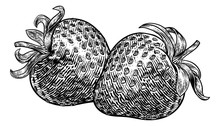 A Strawberry Food Graphic. Original Illustration In A Vintage Engraving Woodcut Etching Style.