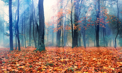 Wall Mural - Beautiful autumn forest in the fog. Red maples with flying foliage. Sunlight breaks through foliage and tree crowns