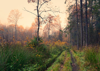 Wall Mural - Beautiful landscape of late autumn. Mysterious trees standing along the road. Unusual scene lighting. Calmness and silence in a foggy haze. Vintage landscape