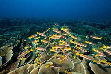 Two spot snappers, Lutjanus biguttatus, over pristine foliose hard corals, Montipora sp. Raja Ampat Indonesia.