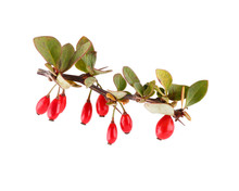 Ripe Barberry Berries On Branch With Leaves Isolated On White.