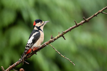 Poster - Great spotted woodpecker on a brach in the forest in the Netherlands