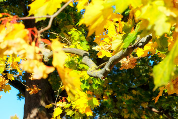 Autumnal maple leaves in blurred background, sunlight