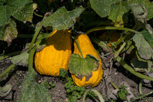 Two Yellow Gourds
