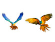 Macaws in flight On a white background
