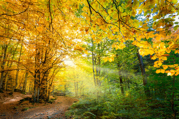 Wall Mural - two colors of autumn season in wild forest