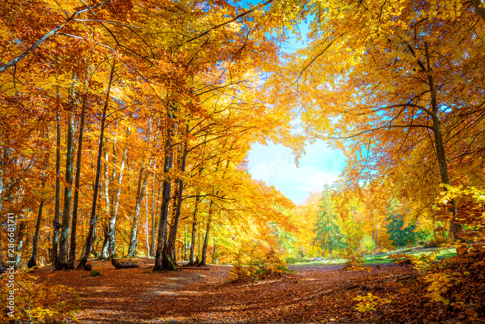 Heart of Autumn - yellow orange trees in forest with heart shape - obrazy, fototapety, plakaty 