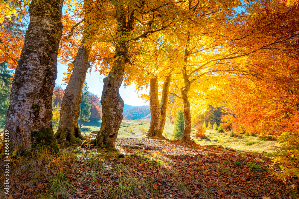 Golden Autumn forest landscape with big vibrant trees - obrazy, fototapety, plakaty 