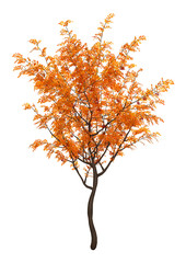 Wall Mural - 3d rendering rowan trees on white