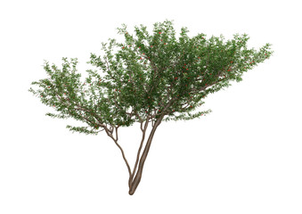 Wall Mural - 3d rendering rowan trees on white