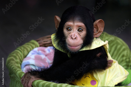 Fotomural baby chimpanzee in the basket